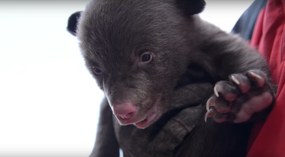 Go Inside the Den of  a Hibernating Colorado Black Bear