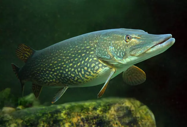 Colorado&#8217;s Green Mountain Reservoir Offering $20 Bounty for Pike