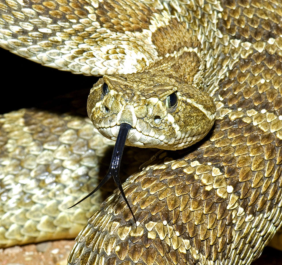 Creepy Snakes You May Encounter in Colorado