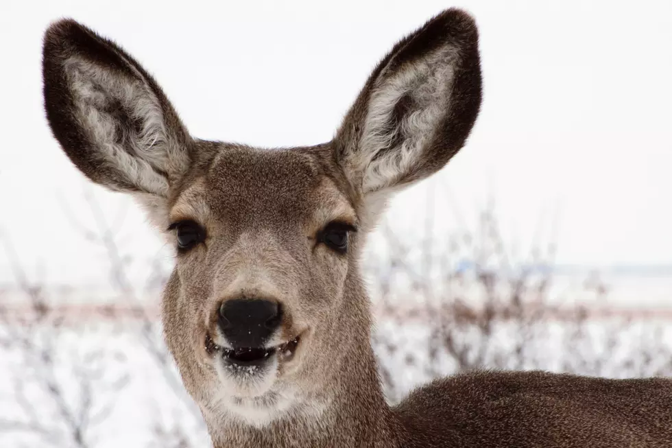 South Grand Mesa Mule Deer Seeking New Management