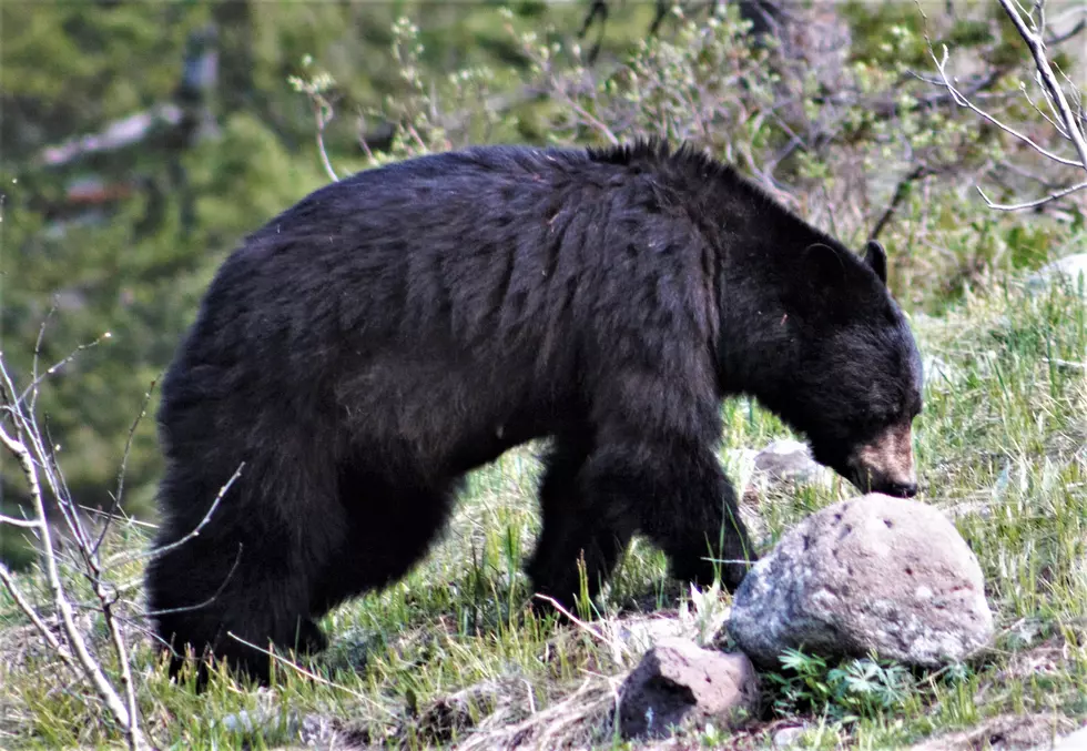 What to Do If You Want to Hunt Bears in Western Colorado