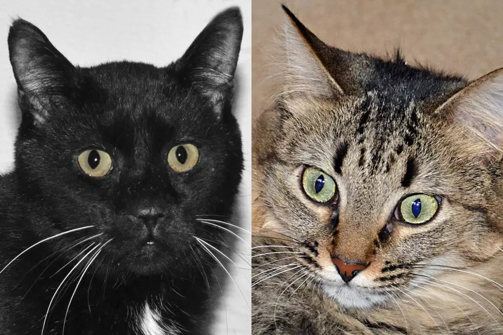 A-Cat-demy Award Winners at Roice-Hurst Humane Society