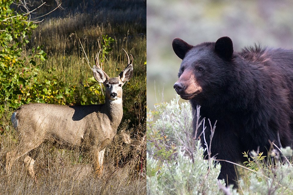 Workshops Offer Tips on Hunting Deer and Bear in Colorado