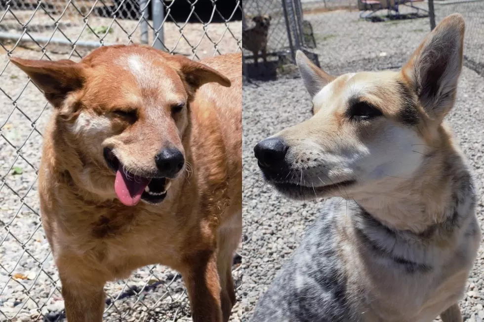 Two Close Friends at Shelter Need One Family to Adopt Them