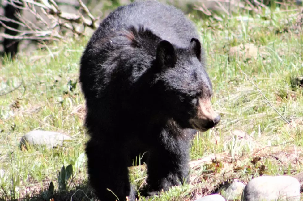 Man in Durango Fined for Feeding Bears Near His Home