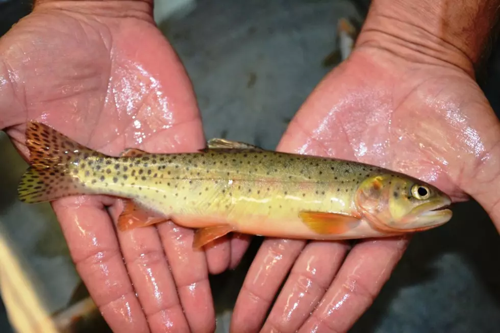 This Isn't a Regular Cutthroat Trout, This Trout is a Treasure