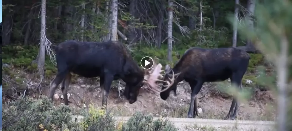 Watch the Gentle Battle of Two Bull Moose in the Rocky Mountains