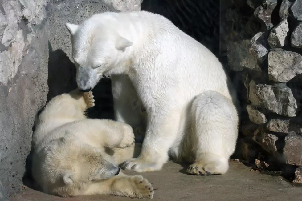 Polar Bears are Splitting Up and Moving Out of Denver Zoo