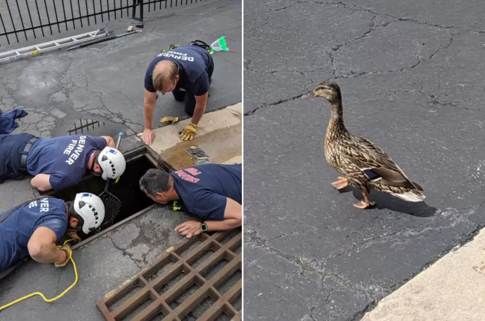 COLORADO: Watch as Mama Duck is Reunited With Rescued Ducklings