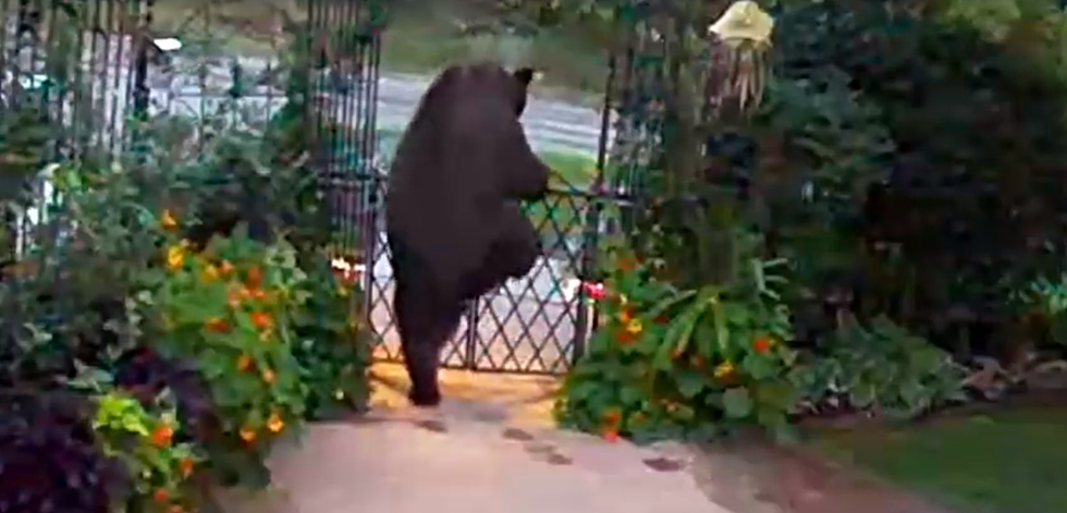 Video Captures Fence-Climbing Bear in Ouray