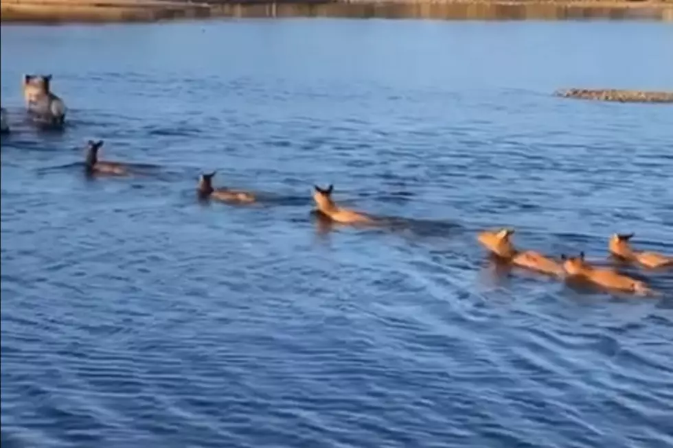 Watch Large Elk Herd Swim Across Colorado Lake
