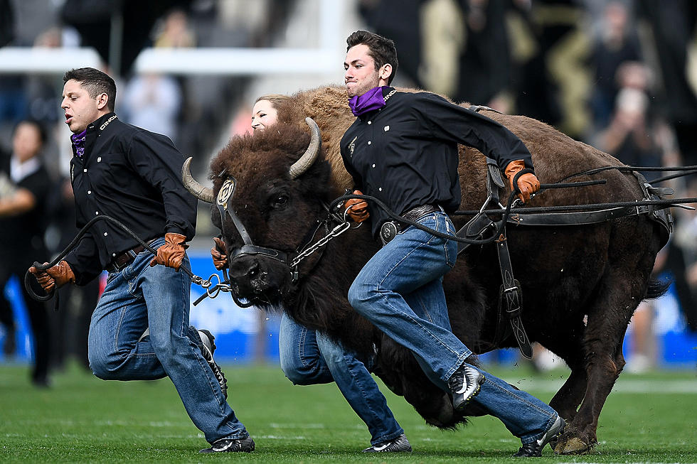 End of the Line For CU Mascot Ralphie