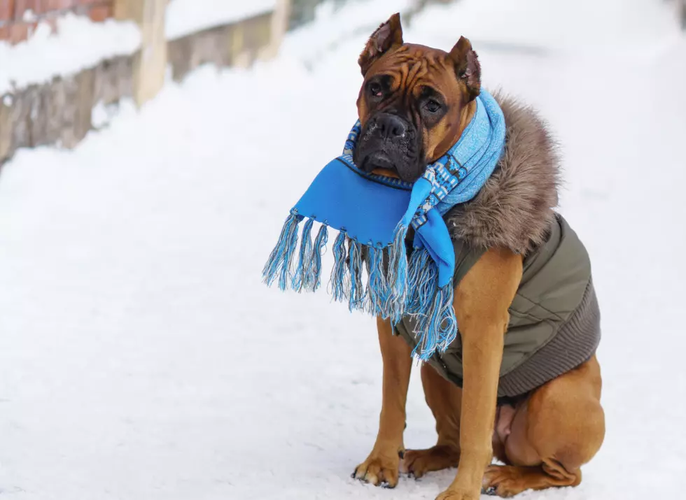 A Critical Winter Message For Grand Junction Pet Owners