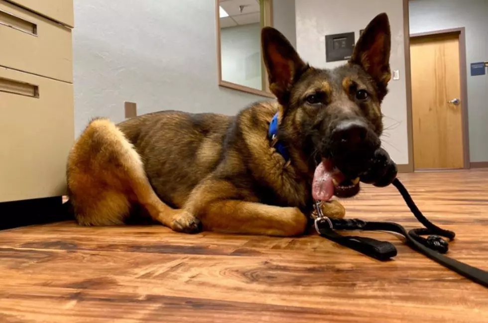 Meet Jocko, Newest Addition to Montrose County Sheriff’s Office