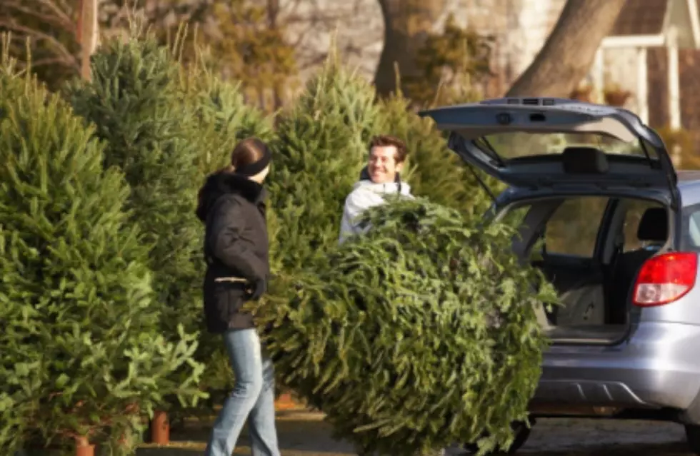 Boy Scout Christmas Tree Sales Coming Soon in Grand Junction