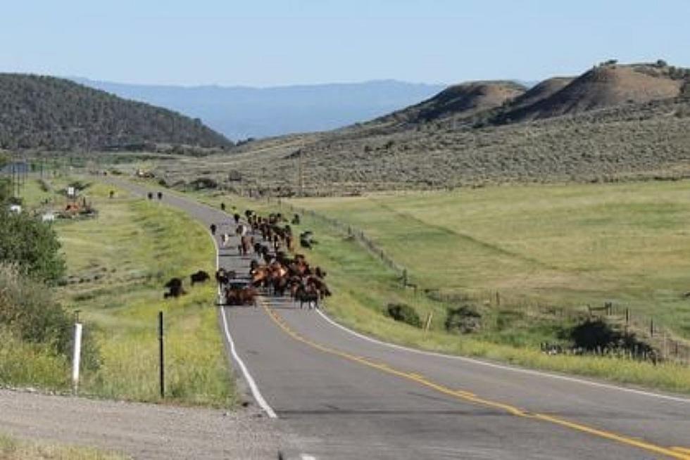 Highway Caution: Cattle Drive Slows Traffic In Western Colorado