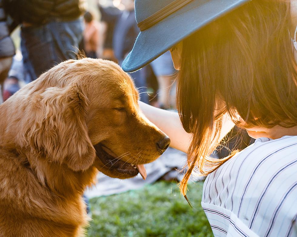 Grand Junction Hosts Dog-Friendly Summer Music Festival