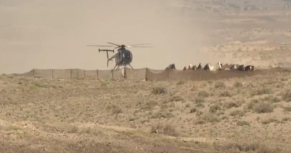BLM Ends Colorado’s Helicopter Roundup Of Wild Horses