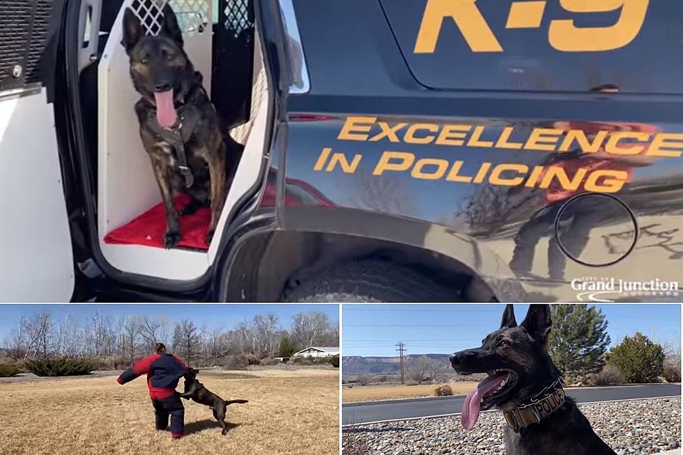 PHOTOS: Meet the Amazing Grand Junction Police Dog, Merlin