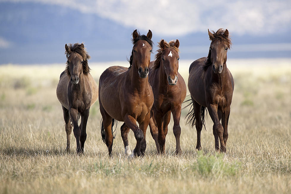 Hundreds of Wild Horses Being Removed From Western Colorado