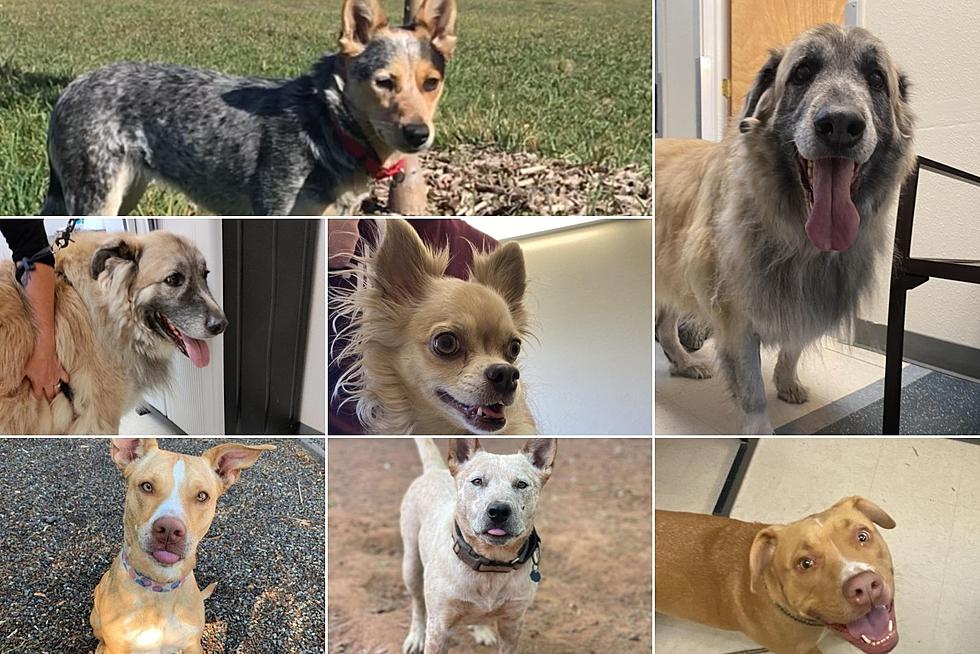 All the Adorable Dogs Available For Adoption At Roice-Hurst in Grand Junction, Colorado