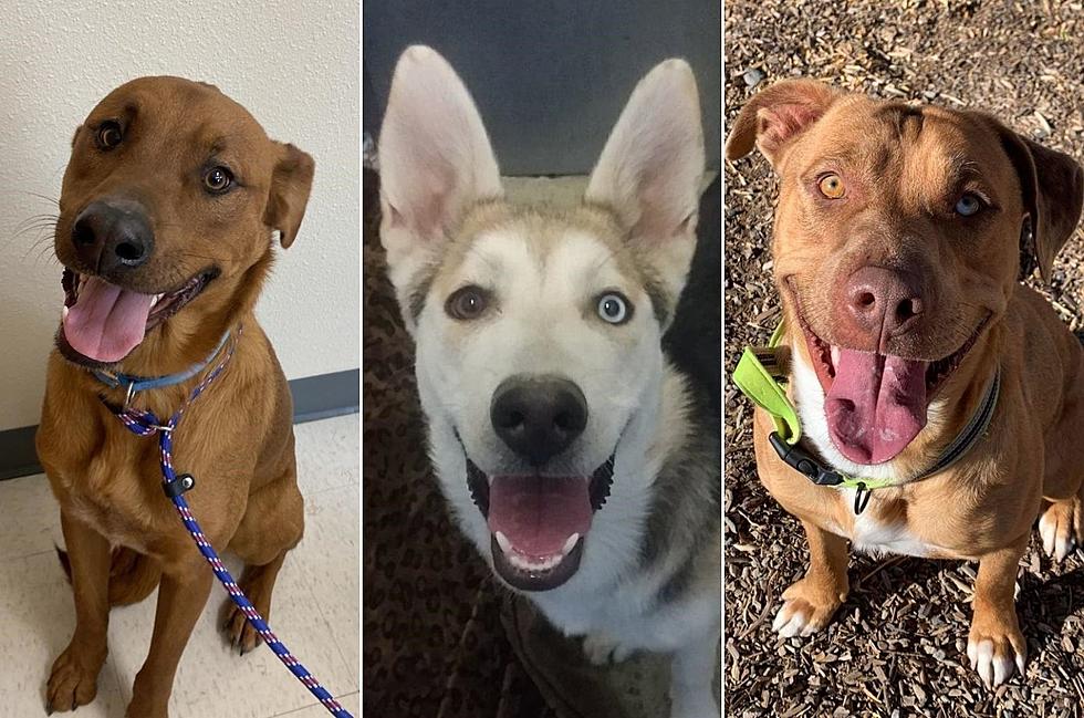 Best Christmas Present For These Grand Junction Dogs Is A New Home