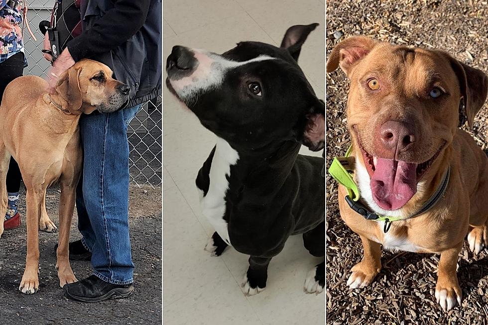 Three Homeless Dogs In Grand Junction That Would Make Great Pets