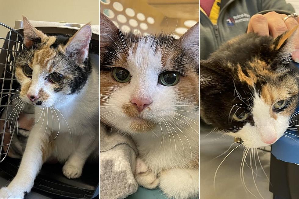 Pets of the Week: Grand Junction Senior Cats Chloe, Zoe, and Jilly Sadly Lose Their Human