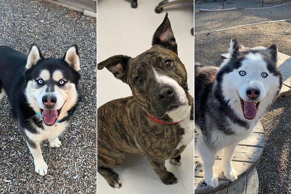 Three Loveable Homeless Dogs In Grand Junction Are Ready For Forever Homes