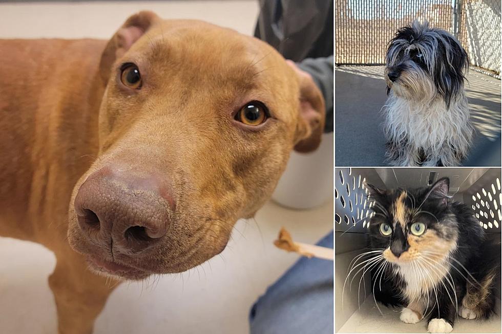 These Homeless Pets Are Looking For Love Today In Grand Junction Colorado