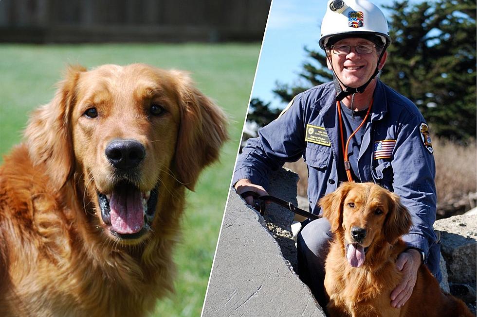 Homeless Grand Junction Dog Is Now  A Certified Search Dog In Nebraska