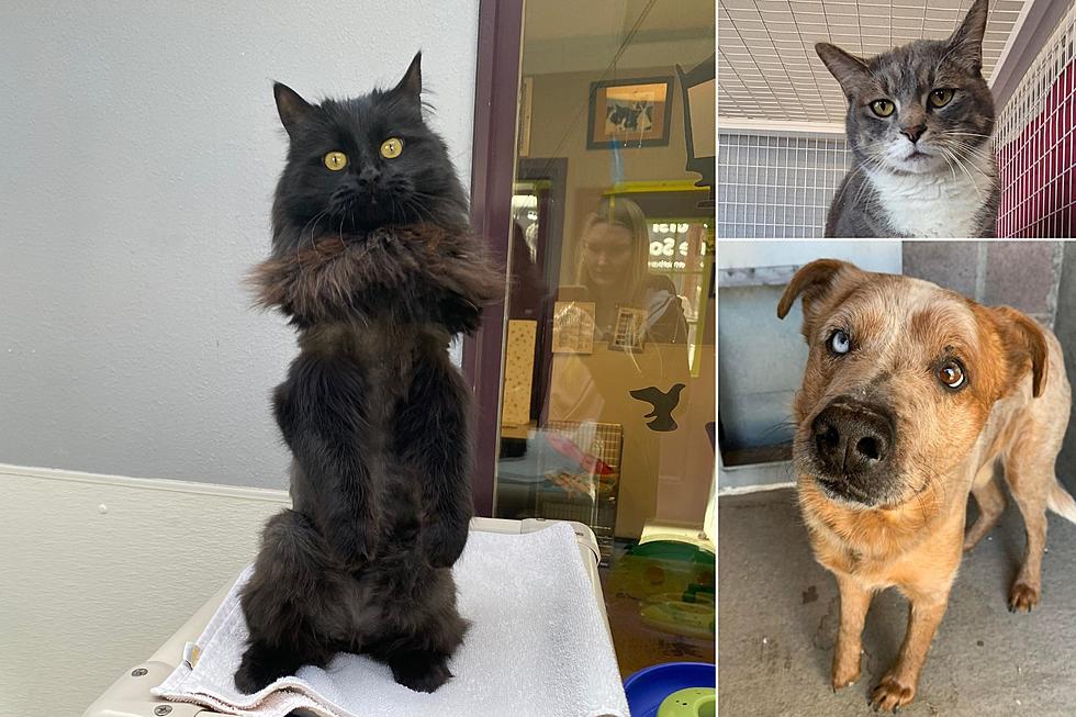 Pets of the Week: Say Hello To Spring By Adopting A Homeless Pet
