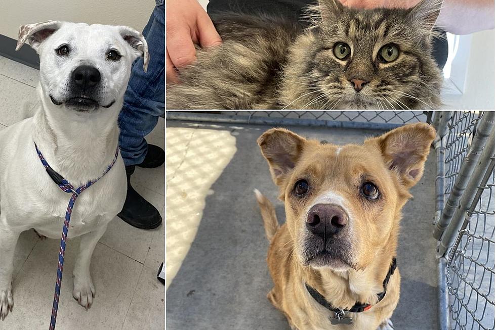 Grand Junction's Homeless Pets of the Week: Is One Right For You?