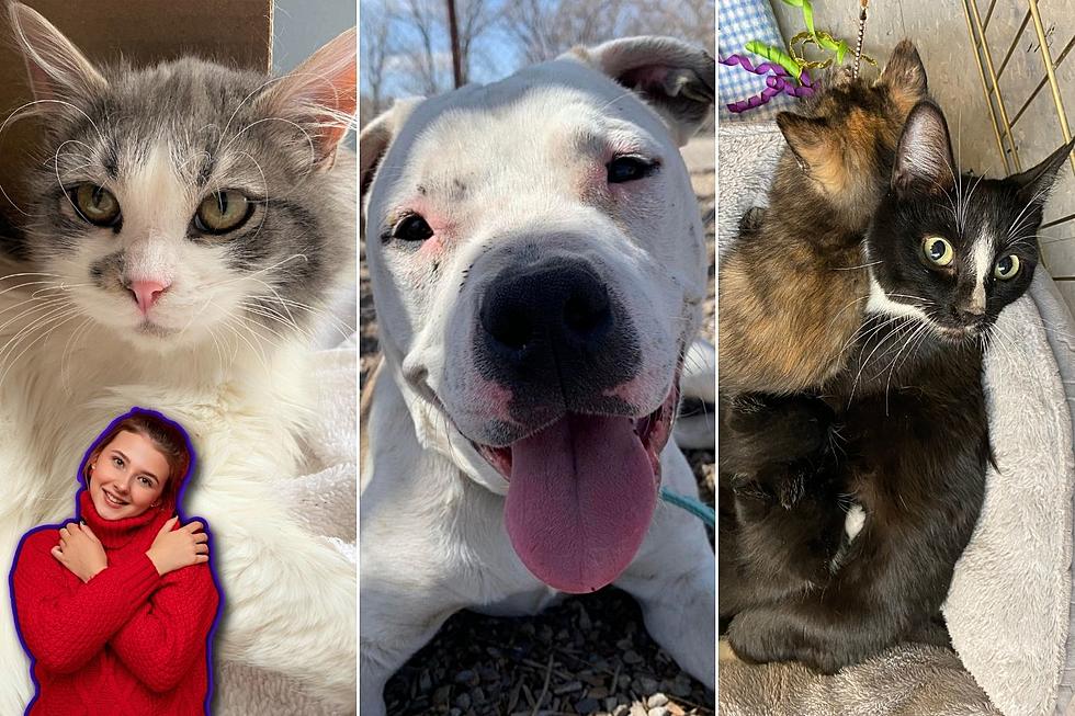 Loveable Stray Dog and Abandoned Kittens Ready For New Homes In Grand Junction