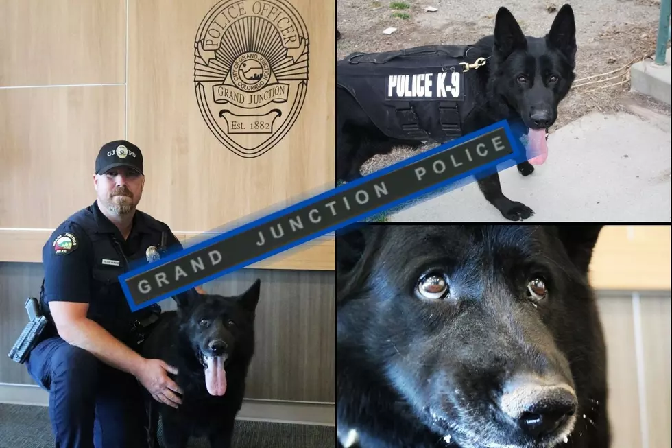 Grand Junction K-9 Retires After 6 Years On Police Force