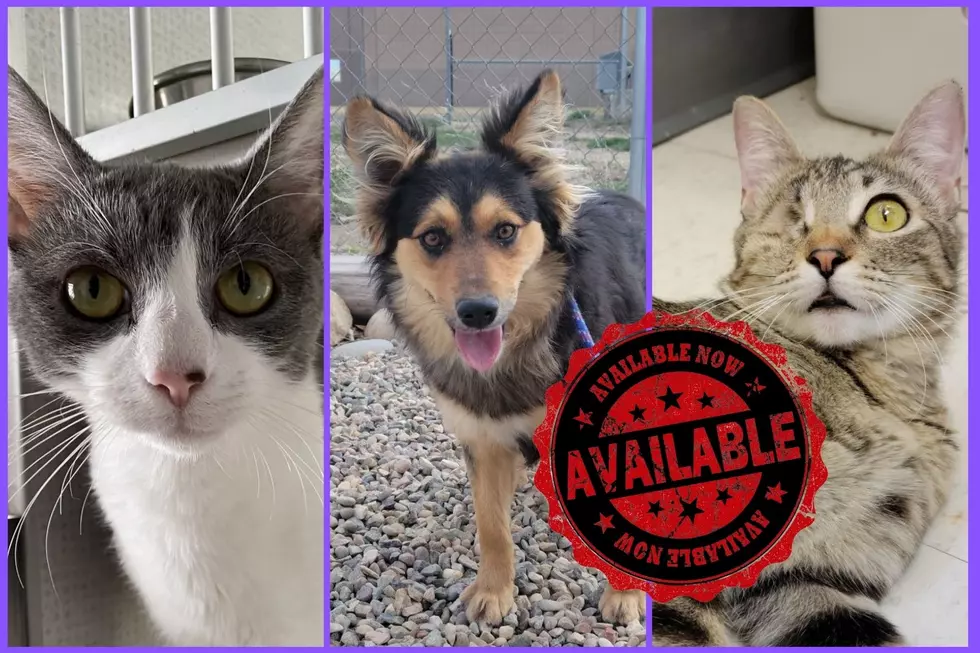 Special Pets of the Week Need Love and Special Homes In Grand Junction