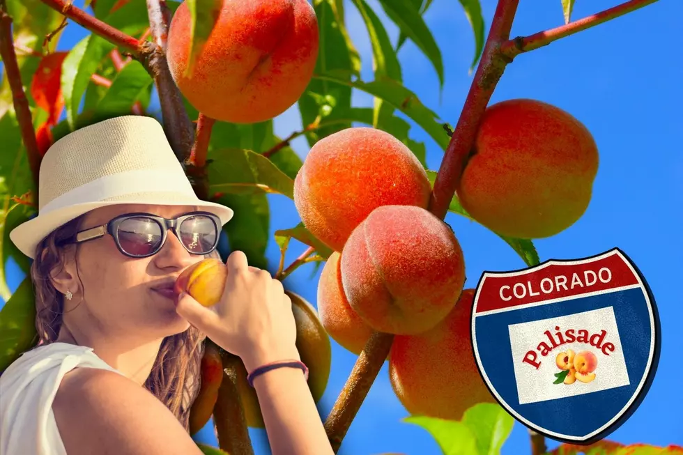 What’s So Special About Colorado’s Palisade Peaches?