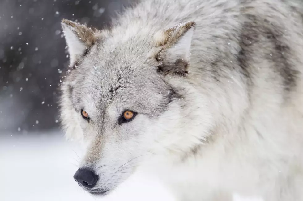 Bad News For Colorado: North Park Wolf Pack GPS Collar Stops Working