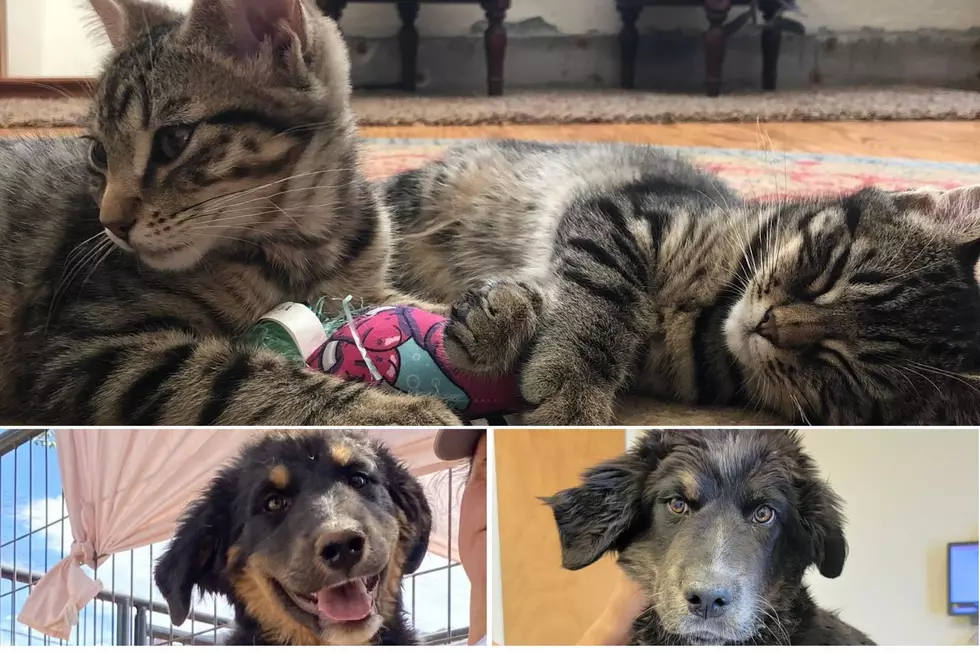 Adorable Puppies and Kittens Available For Adoption Right Now In Grand Junction