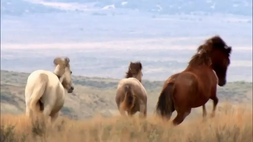 BLM Rounds Up Over 300 Wild Horses In Western Colorado