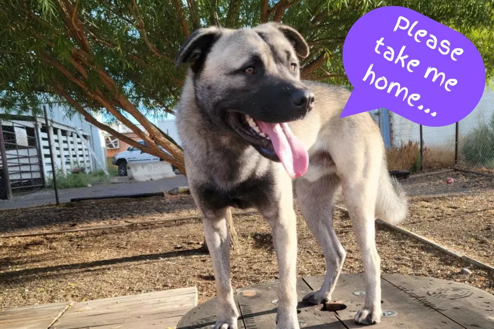 This Awesome Dog Is Ready To Find An Awesome Forever Home