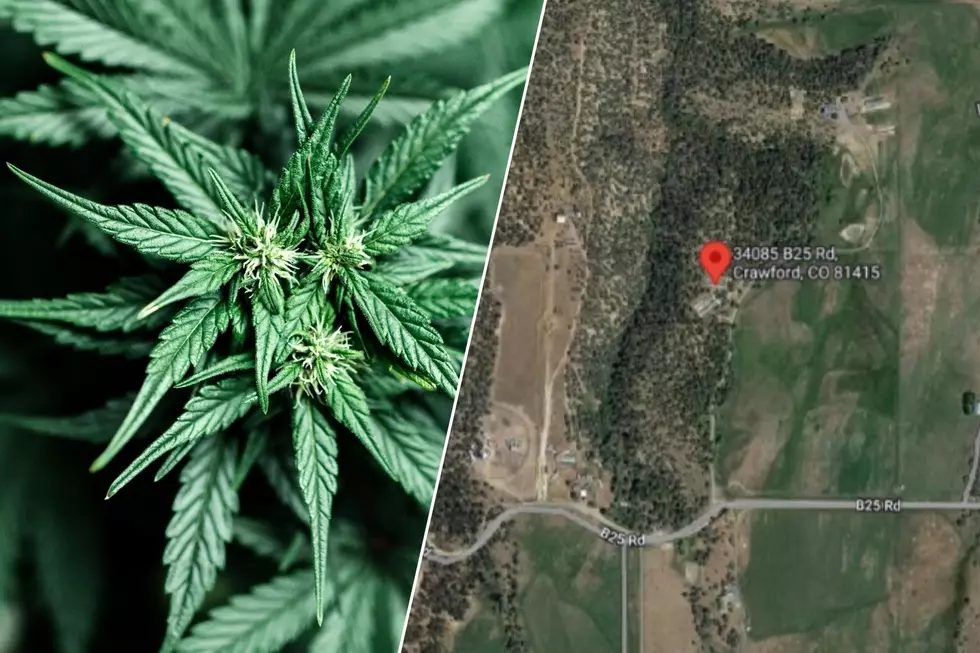 Delta County Drug Bust: Police Discover Large Illegal Marijuana Cultivations