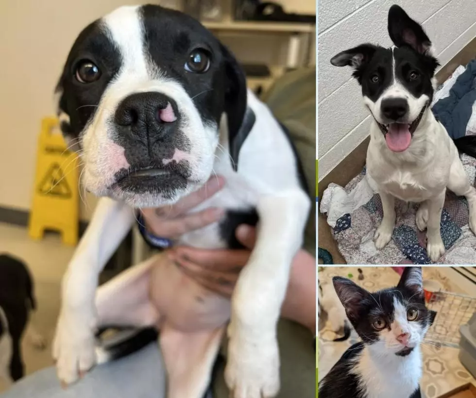 Black and White Homeless Pets You&#8217;ll Fall In Love With In Grand Junction