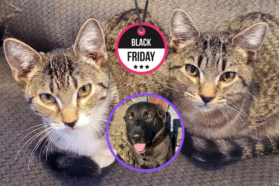 Black Friday Special Pet Adoptions This Week In Grand Junction