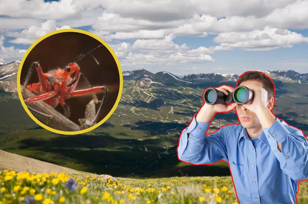 Will You Find the Creepy and Painful Assassin Bug In Colorado?