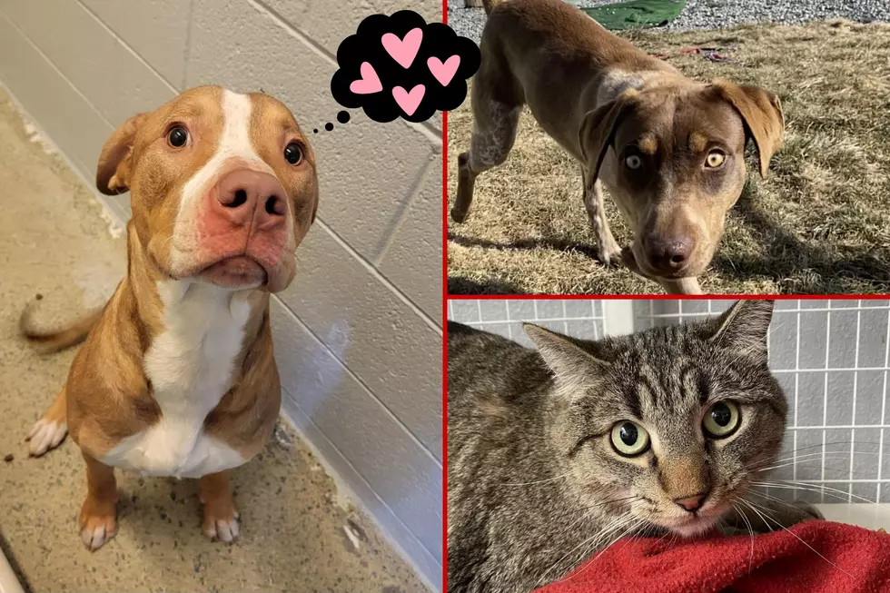 Half-Price Adoption Fees For A Limited Time at Grand Junction Shelter