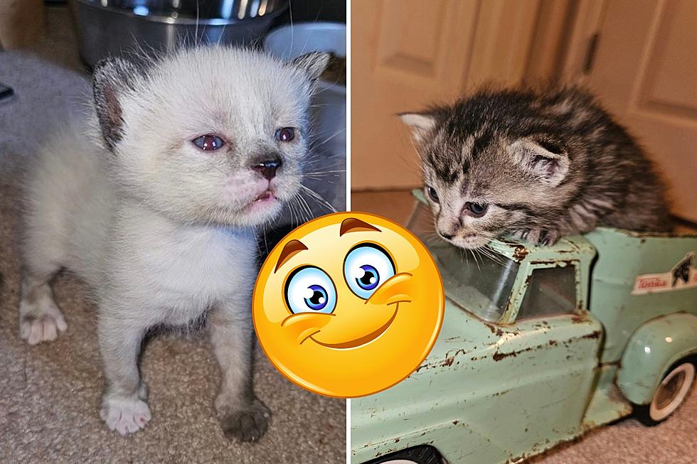 Grand Junction Foster Homes Needed For Adorable Kittens