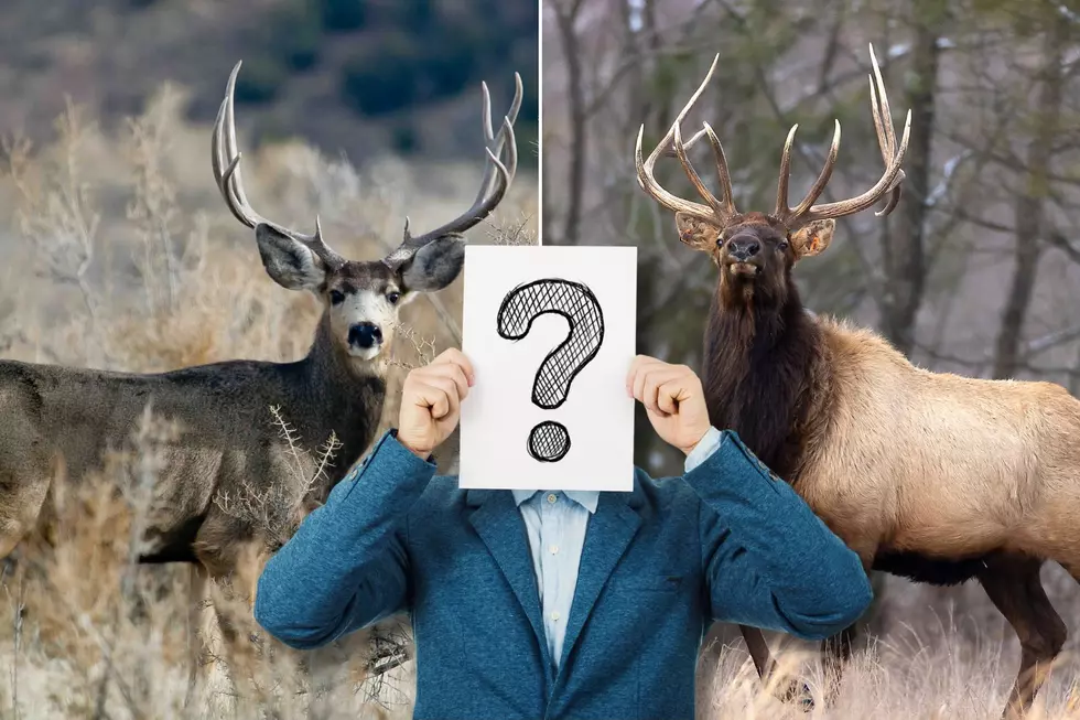 At What Elevation Do Deer Turn Into Elk?