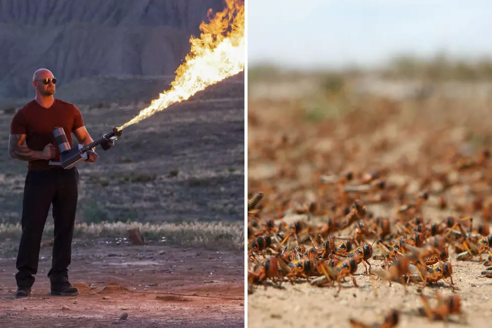 Colorado Used Flamethrowers Against Locusts