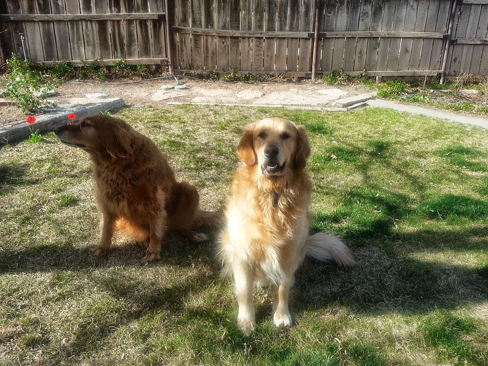 Why I Think Golden Retrievers Are the Best Dog [VIDEO]